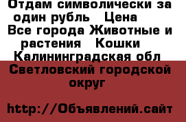 Отдам символически за один рубль › Цена ­ 1 - Все города Животные и растения » Кошки   . Калининградская обл.,Светловский городской округ 